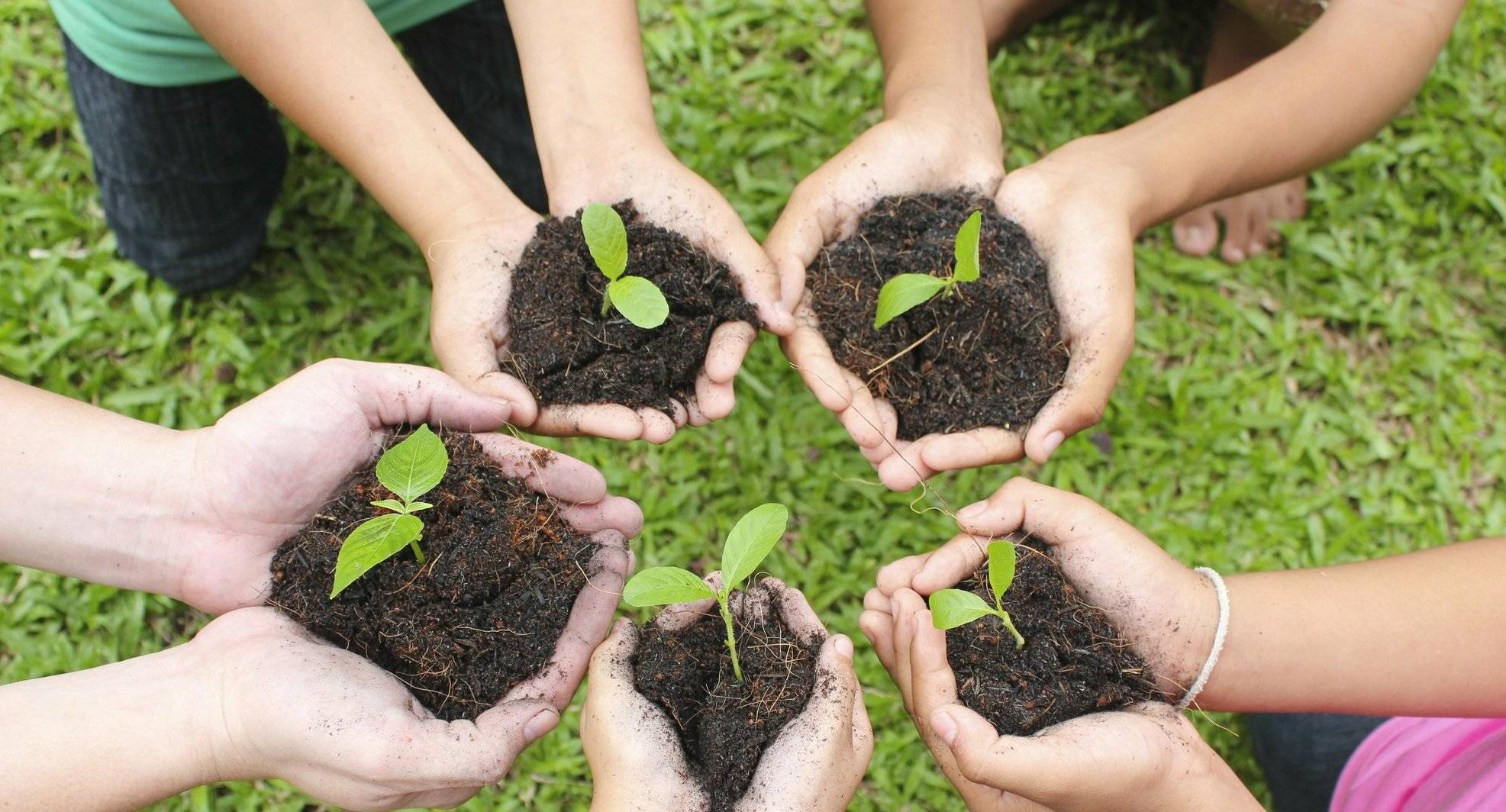  Hands holding sapling in soil surface with green grass background. 