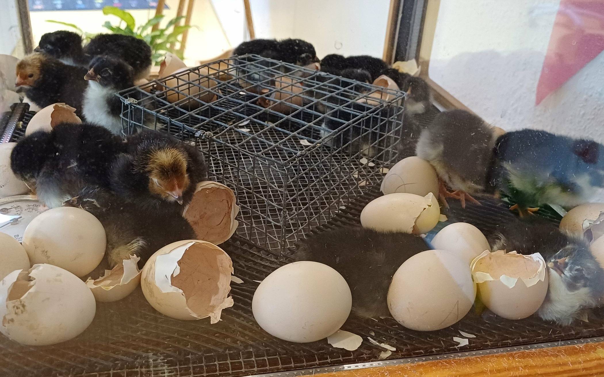 22 Eier lagen im Schaubrutkasten. Am Mittwoch war ein Großteil der Küken bereits geschlüpft.