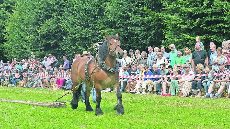 „Rheinischer Tiertag“: Pferde für die Arbeit und für den Sport