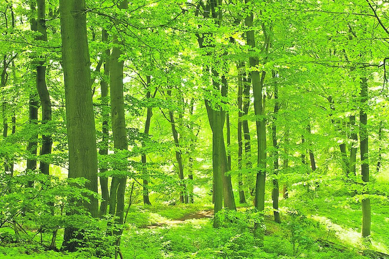 Der Hambacher Forst soll stehen bleiben. Dafür soll allerdings nicht Gemeinde Jüchen „bluten“, so das Versprechen von Michael Eyll-Vetter. <![CDATA[]]>