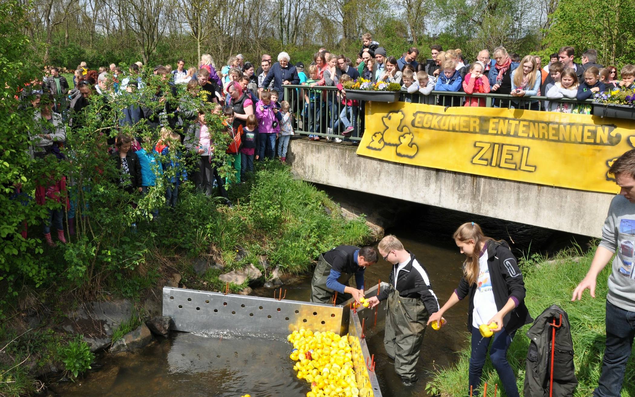 Ein Bild vom traditionellen „Eckumer Entenrennen“