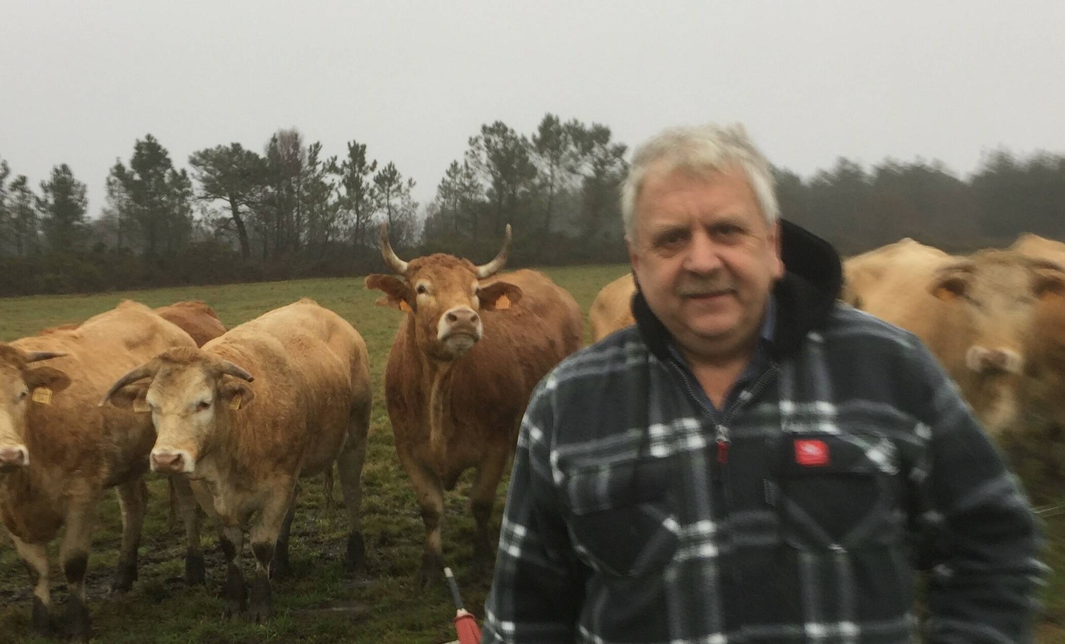  Innungsmeister Willi Schillings vor „seiner“ Herde, die in Viersen bis zur Schlachtung heranwächst. Selbst der Weg in die Metzgerei wird für die Tiere möglichst stressfrei ausgelegt.   