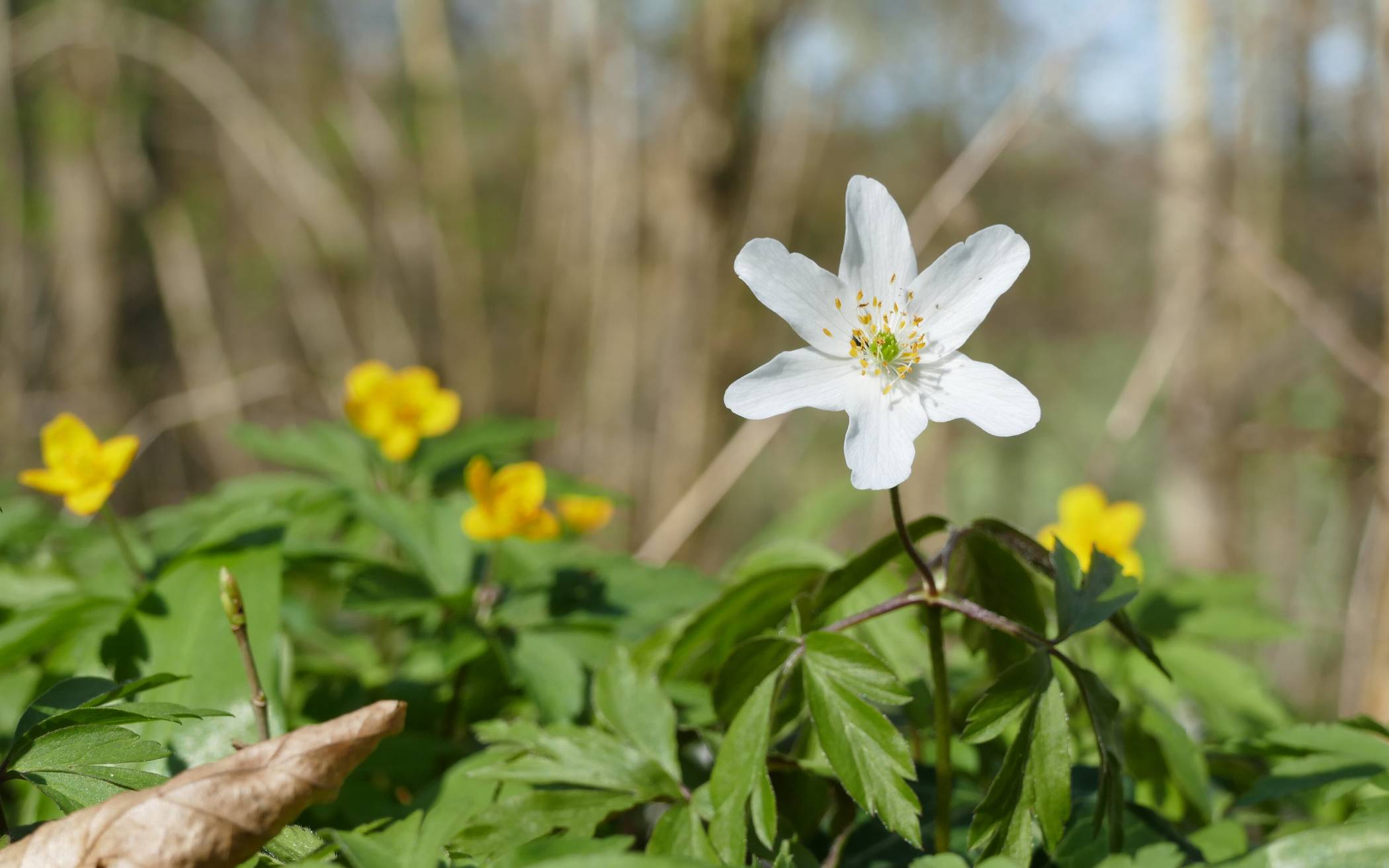 Forstamt ruft Waldbesuchende zu Rücksichtnahme auf