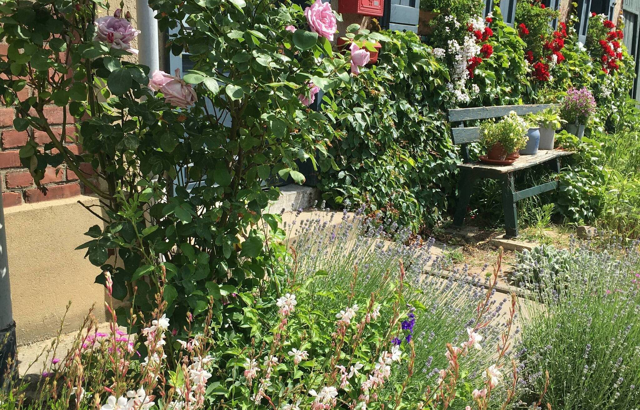  Ein echtes Paradies für Insekten. Genau nach solchen Vorgärten sucht der NABU jetzt.  