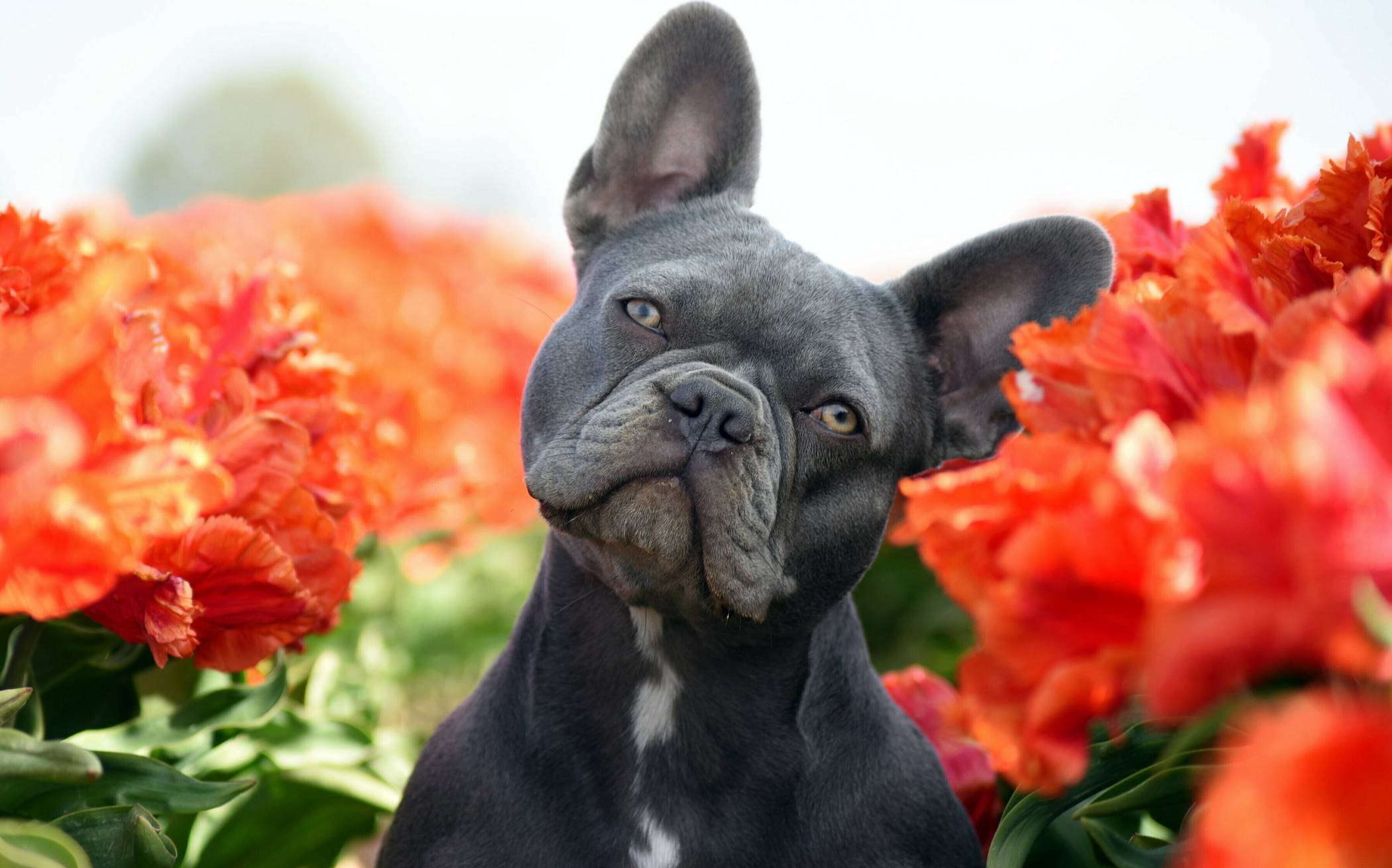  Hund Gretel  posierte für die eigene Instagram-Seite.  