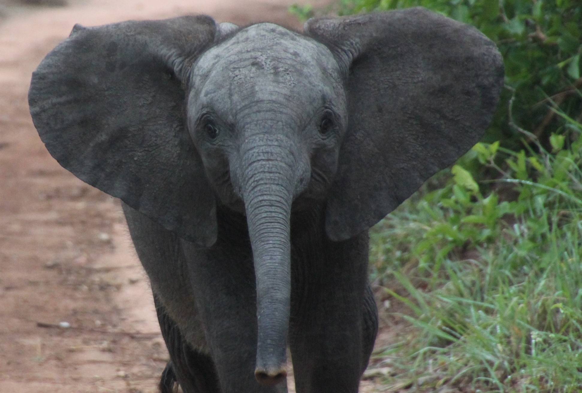 Gemeinde erklärt alles zu einem „Aprilscherz“: Leben etwa Elefanten auf dem Bahndamm?