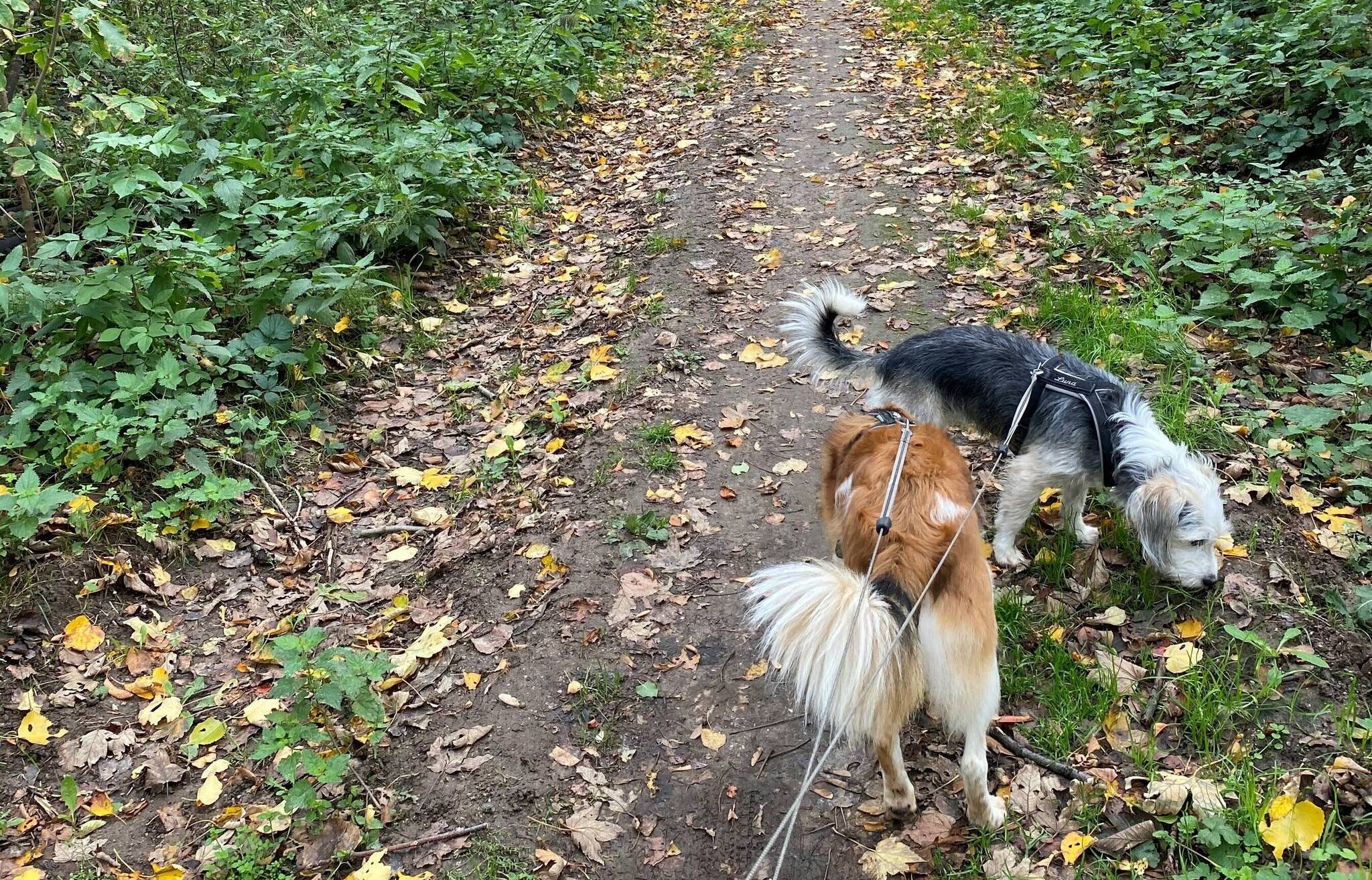  Diese Vorher-Nachher-Bilder regen viele in Rommerskirchen und Grevenbroich auf. So fragt zum Beispiel Olaf Lennartz: „Wer hat sich dieses Trauerspiel bloß ausgedacht? Das kann nur ein Mensch sein, der weder Hunde- noch Pferdeliebhaber ist ... 