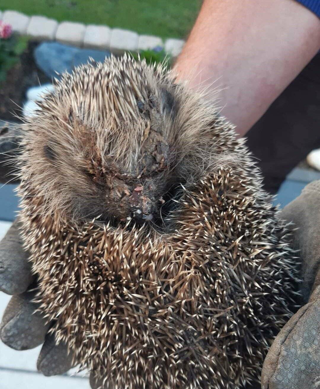 Igel, angefahren von Mähroboter