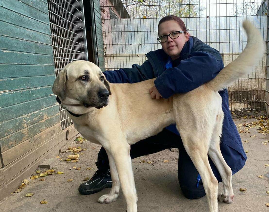  Sabrina Schulte-Maaßen mit Hündin Shila. Die Tierheimleiterin führt mit dem Team rund um Benjamin Pasternak die Resozialisierungsstation für Hunde. 