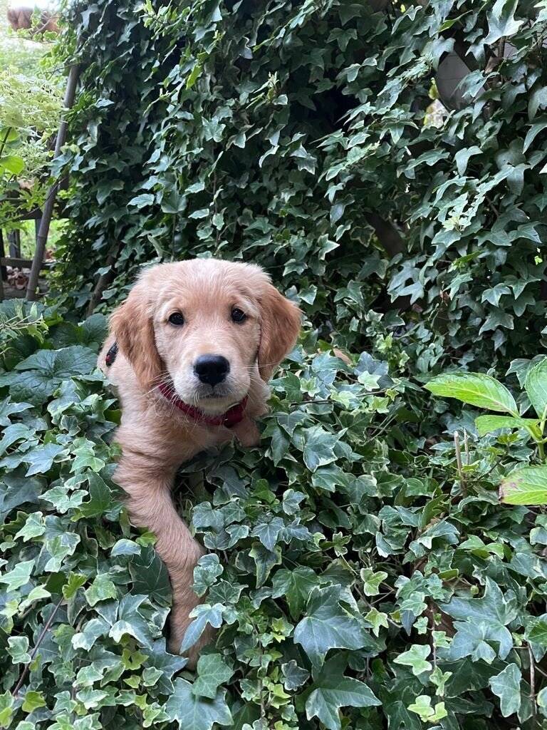  Crunchy will eines Tages ein Feuerwehrhund sein...! 