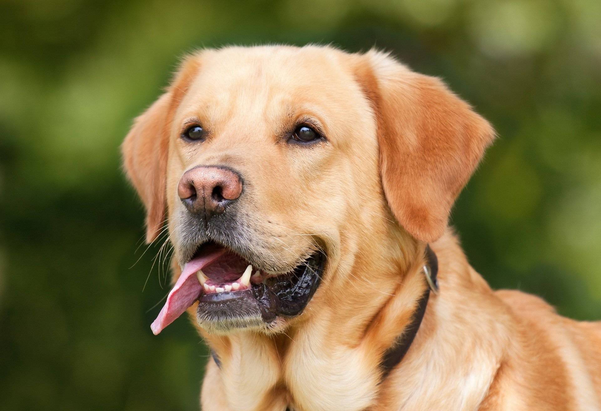  Wirklich Einigkeit herrscht unter den Hundebsitzern scheinbar nicht: Wo dürfen Hunde ohne Leine laufen?  