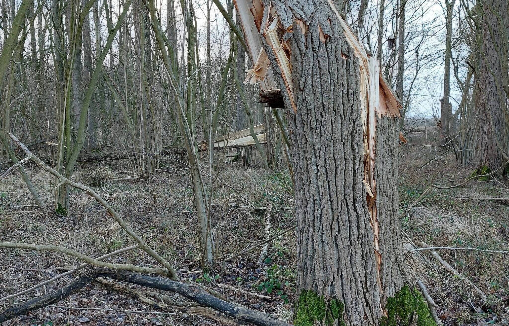  Angeknackste Bäume sind auch Tage nach den Stürmen eine unberechenbare Gefahr. Daher gilt die Warnung vor dem Betreten der Wälder auch für die Zeit nach den Stürmen. 