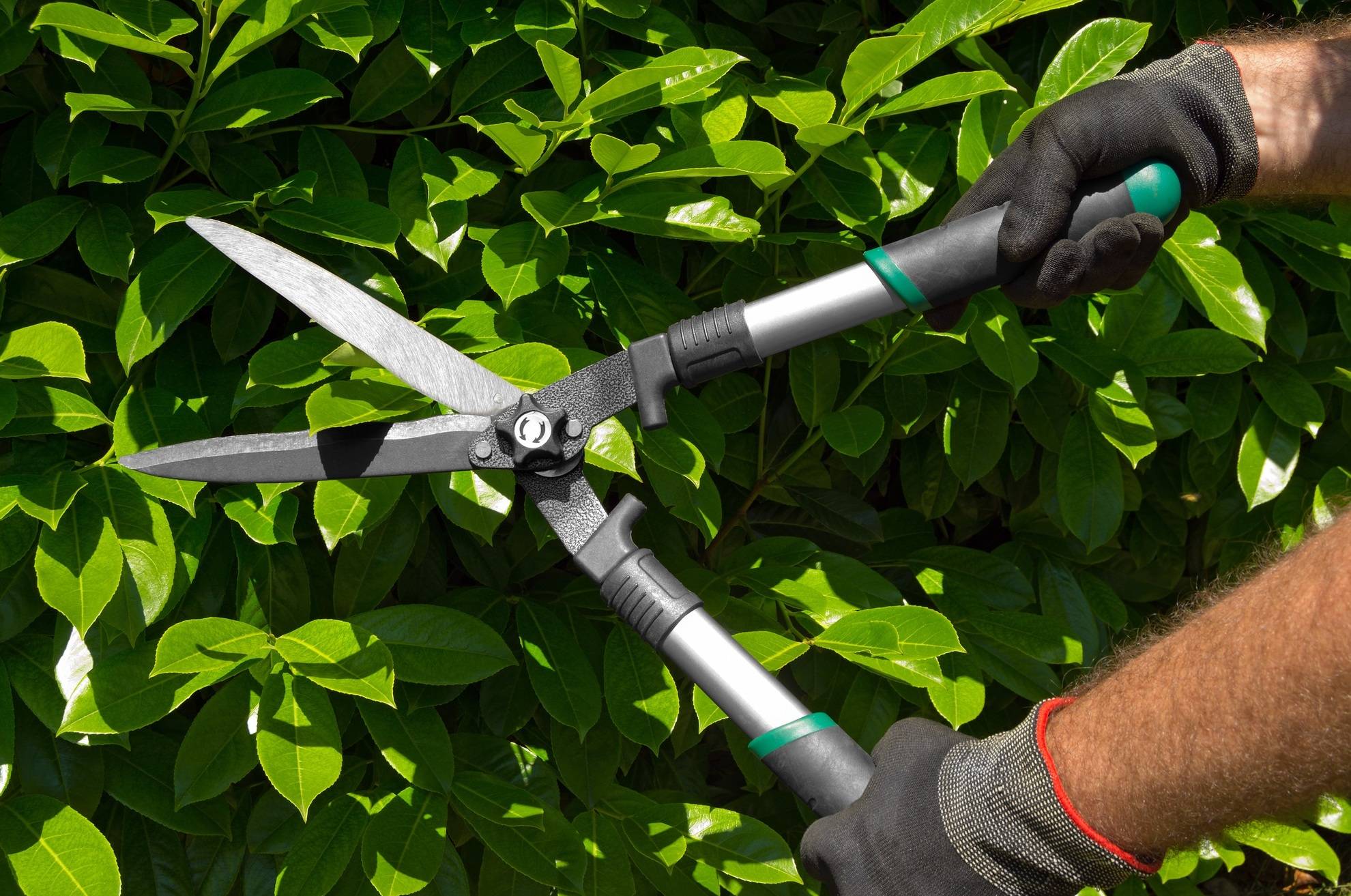  Hands of a professional gardener man with gloves and garden shears cutting a green hedge in the garden 