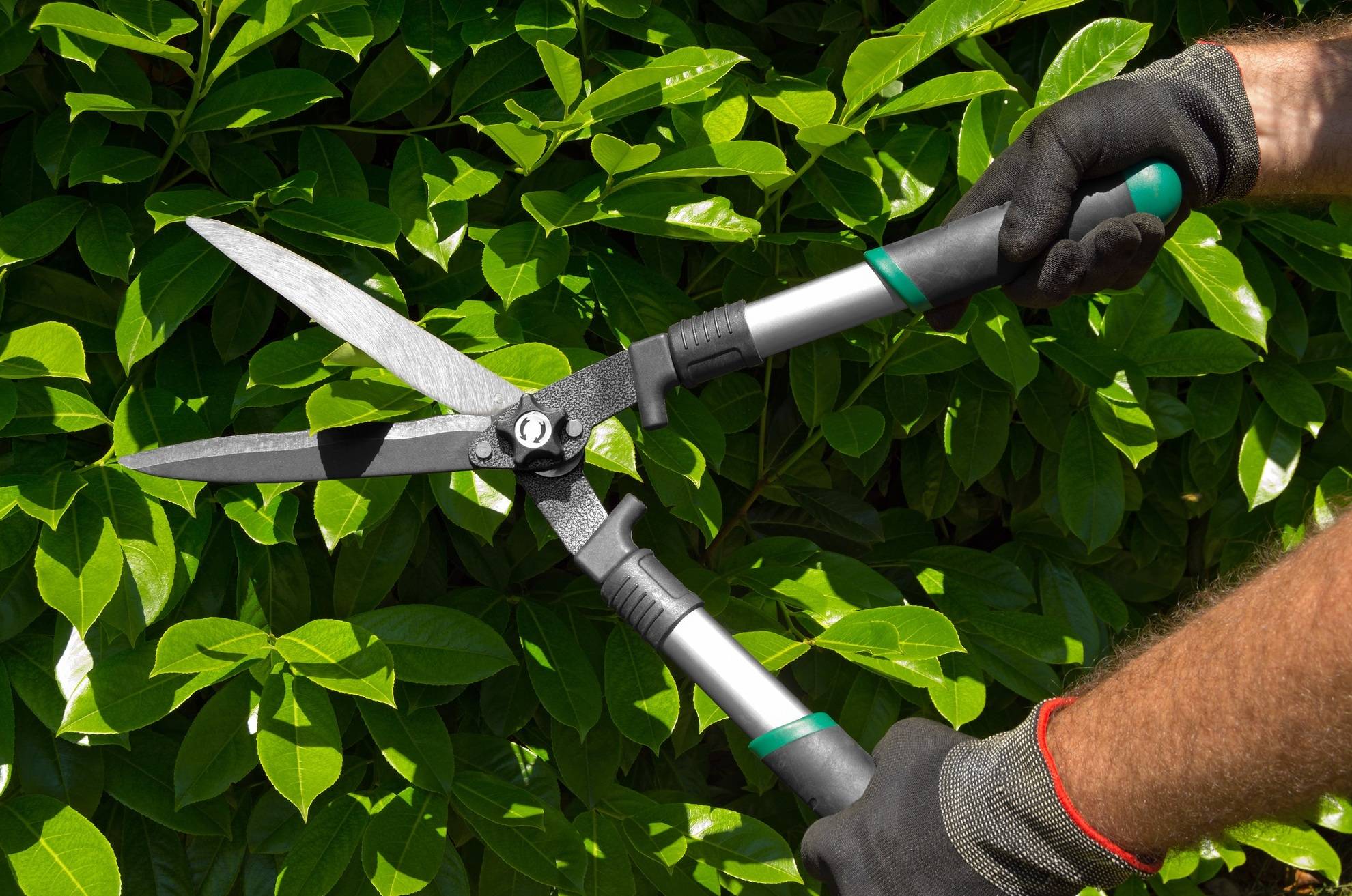 Hands of a professional gardener man