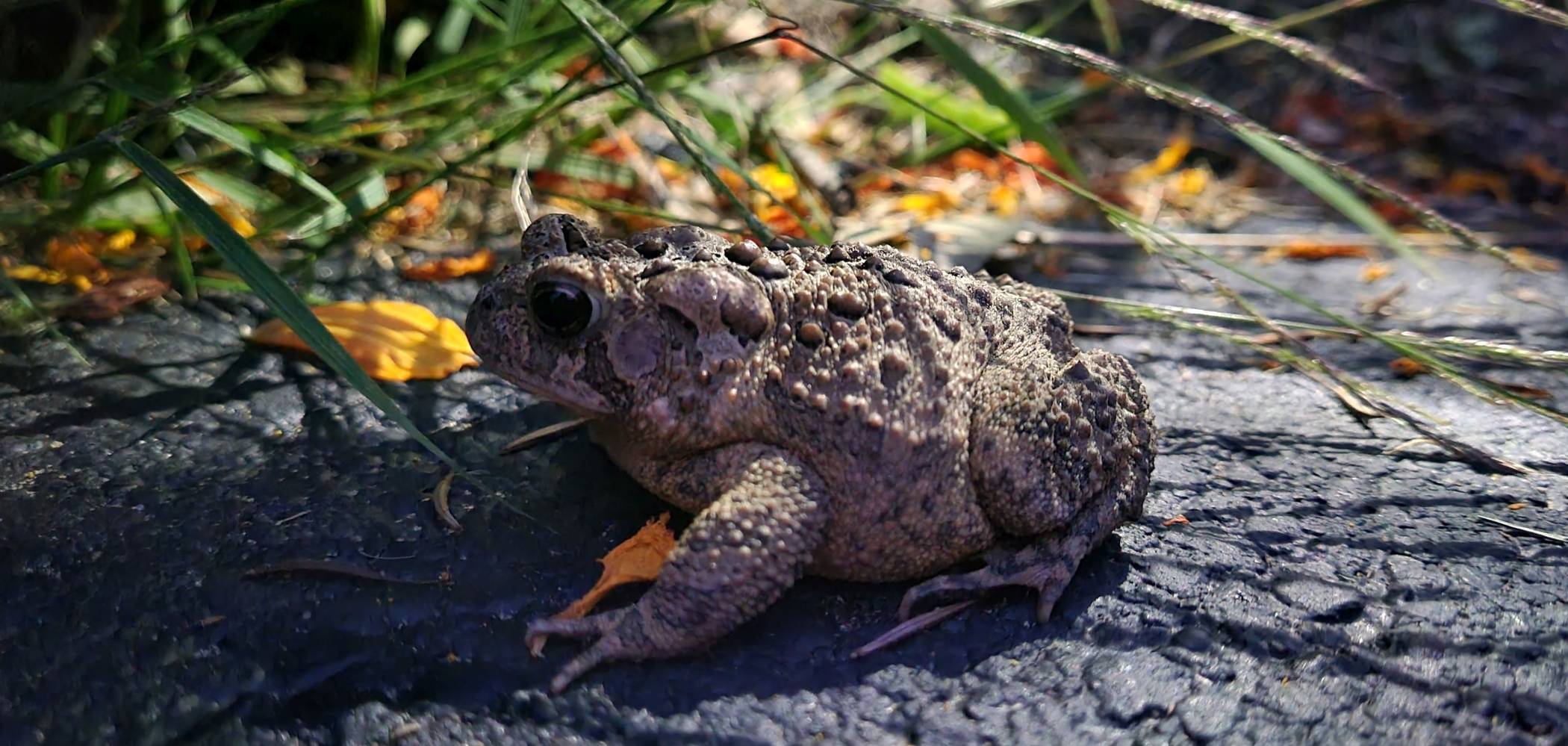  Erdkröten wandern jetzt wieder – daher bittet das Amt für Umweltschutz des Rhein-Kreises insbesondere Autofahrer um besondere Vorsicht. 