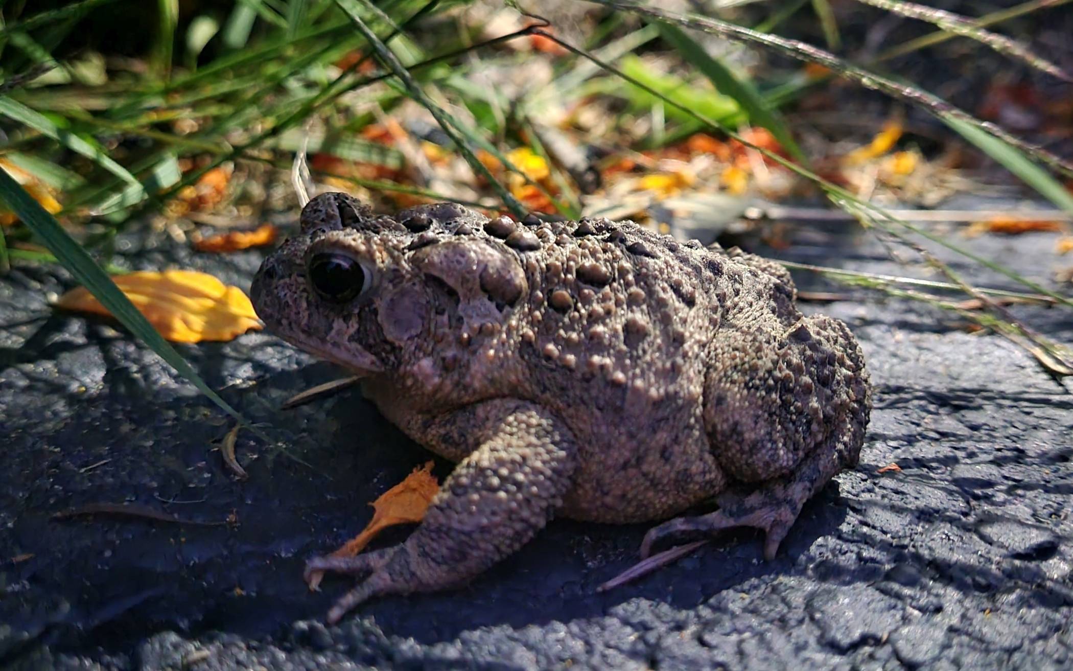 Fuß vom Gas, während die Kröten wandern