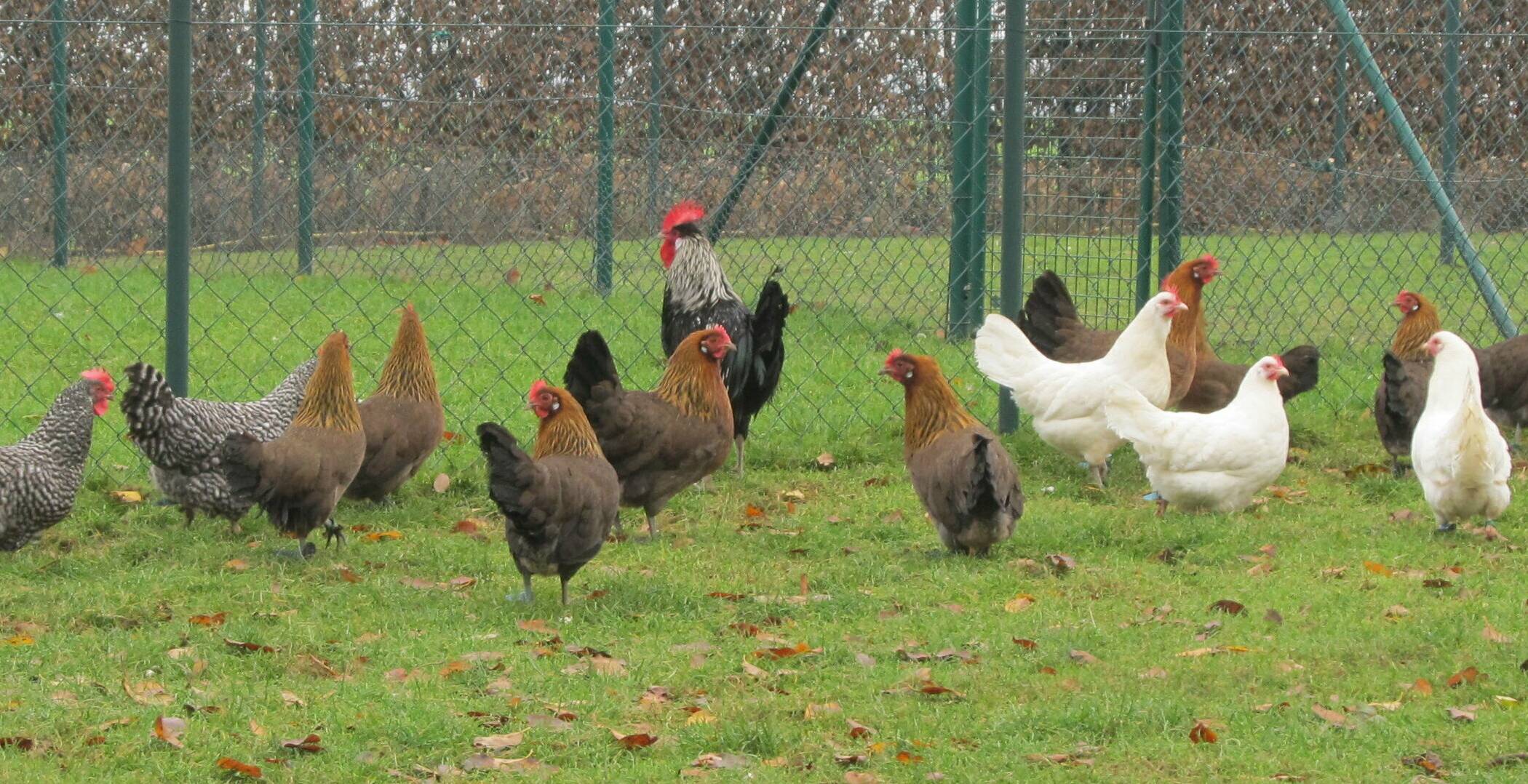  Diese Hühner sind echte „Krüper“. Sie stehen auf der „Roten Liste“ und sind vom Aussterben bedroht. In Sinsteden wird für die Erhaltung ihrer Art geforscht. 