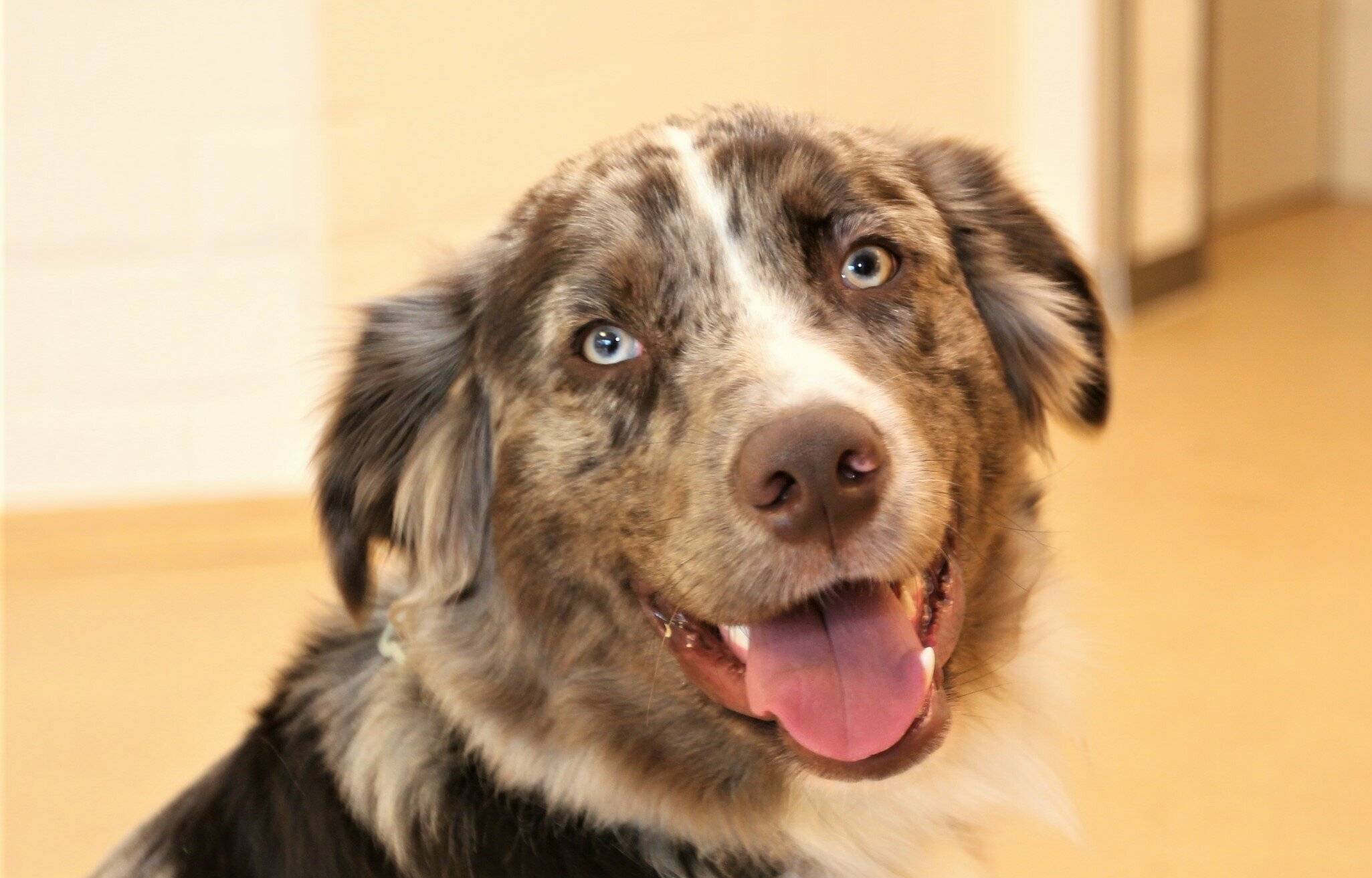 Der Australian Shepherd „Mailo“ wird in