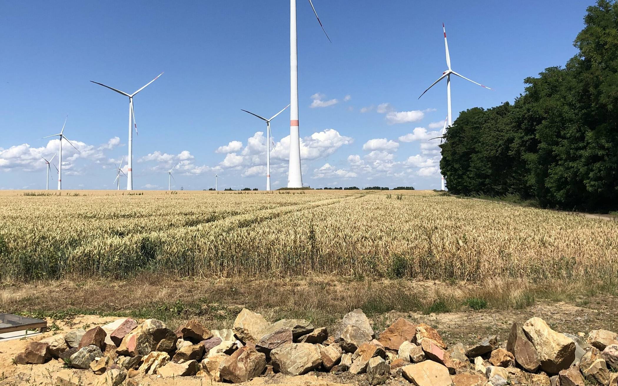  Oben Windräder, unten kilometerlange Weizenfelder. Gegen diese faktische „Einöde“ sollen „Trittsteine“ (Pfützen mit Stein- und Lösshaufen) helfen, um Kröten und Insekten anzusiedeln. Die ersten Ansätze sind vielversprechend. 