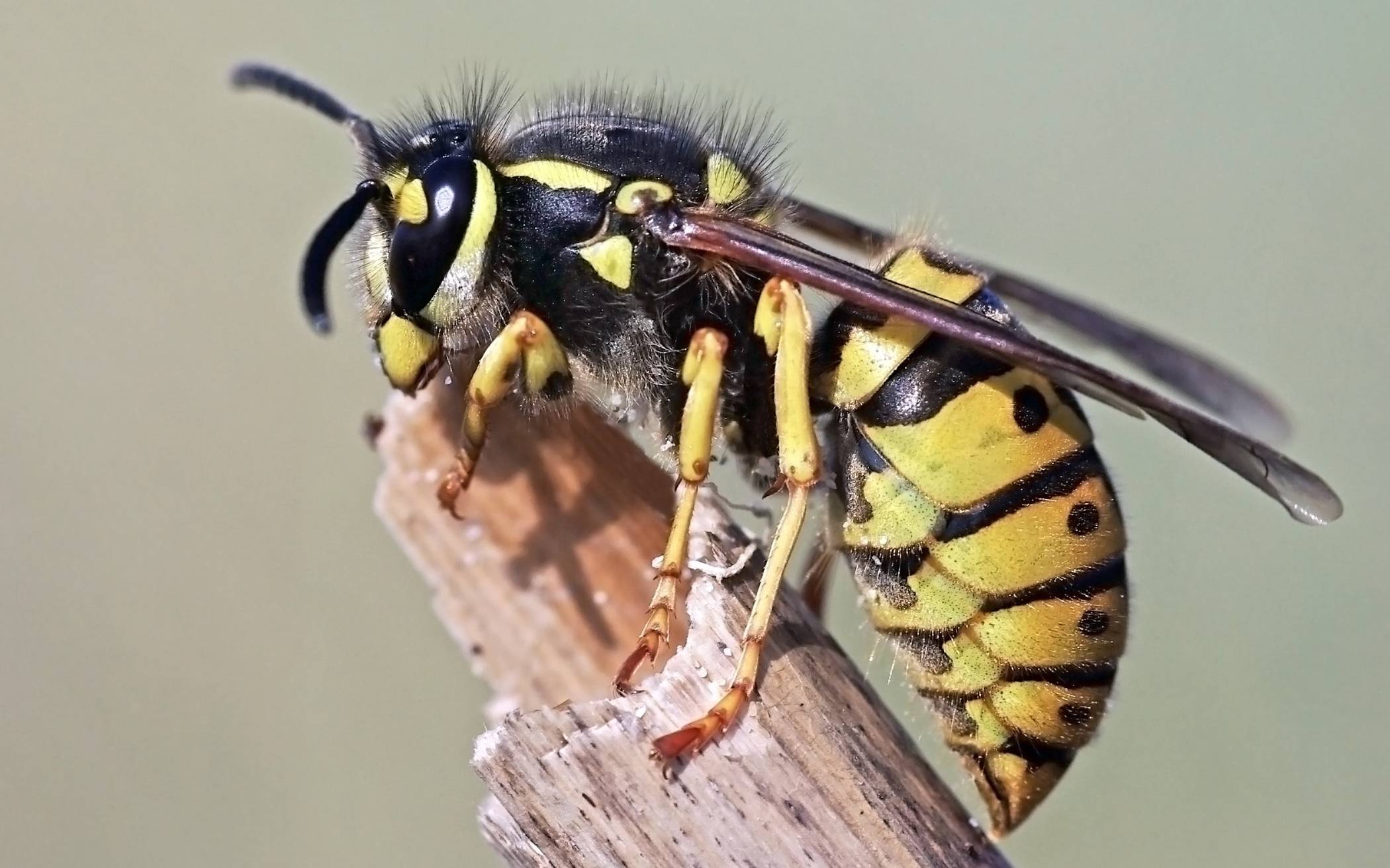 Wespen sind im Sommer ungebetene Gäste