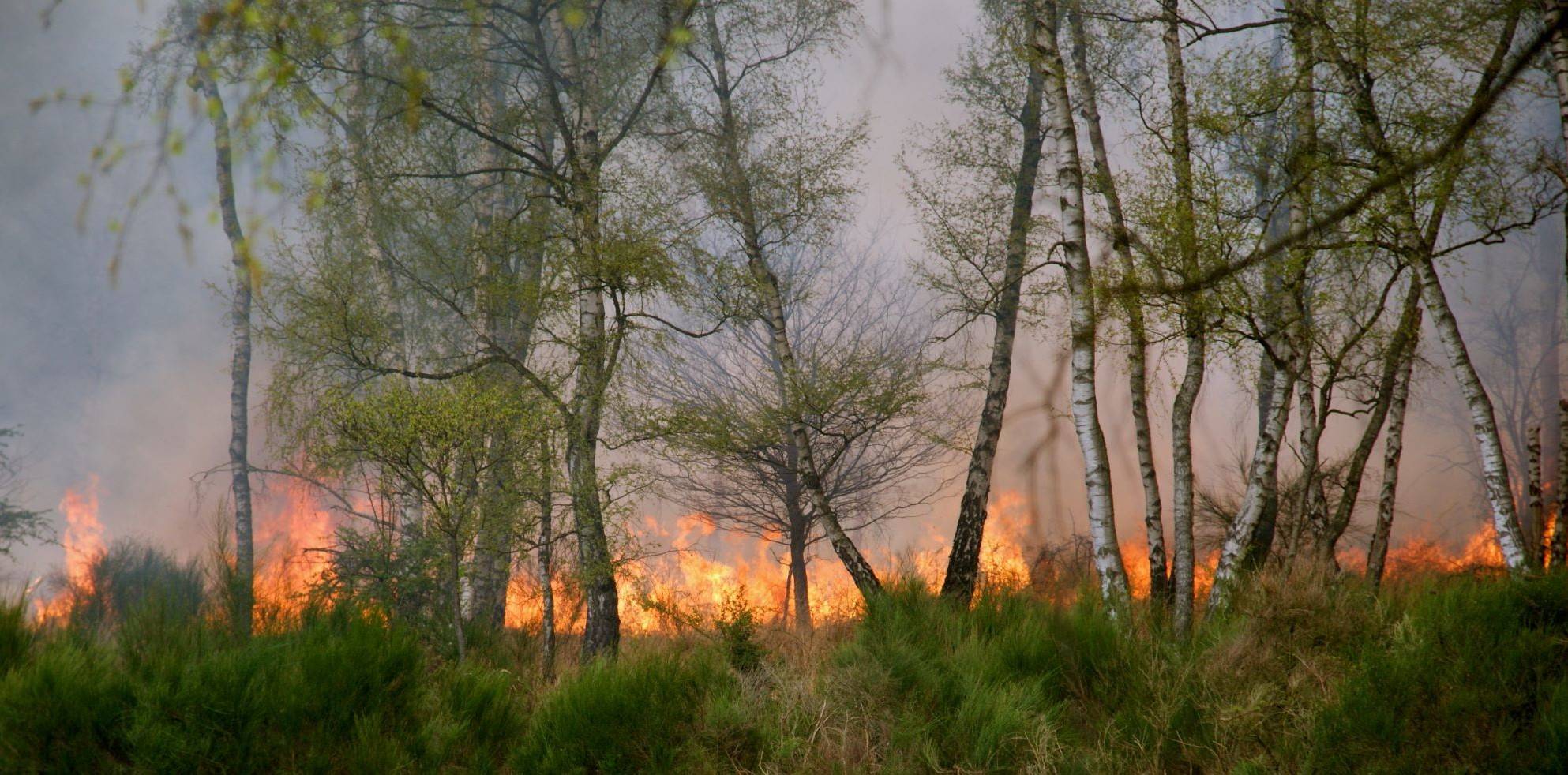 Ein Bodenfeuer im Wald.
