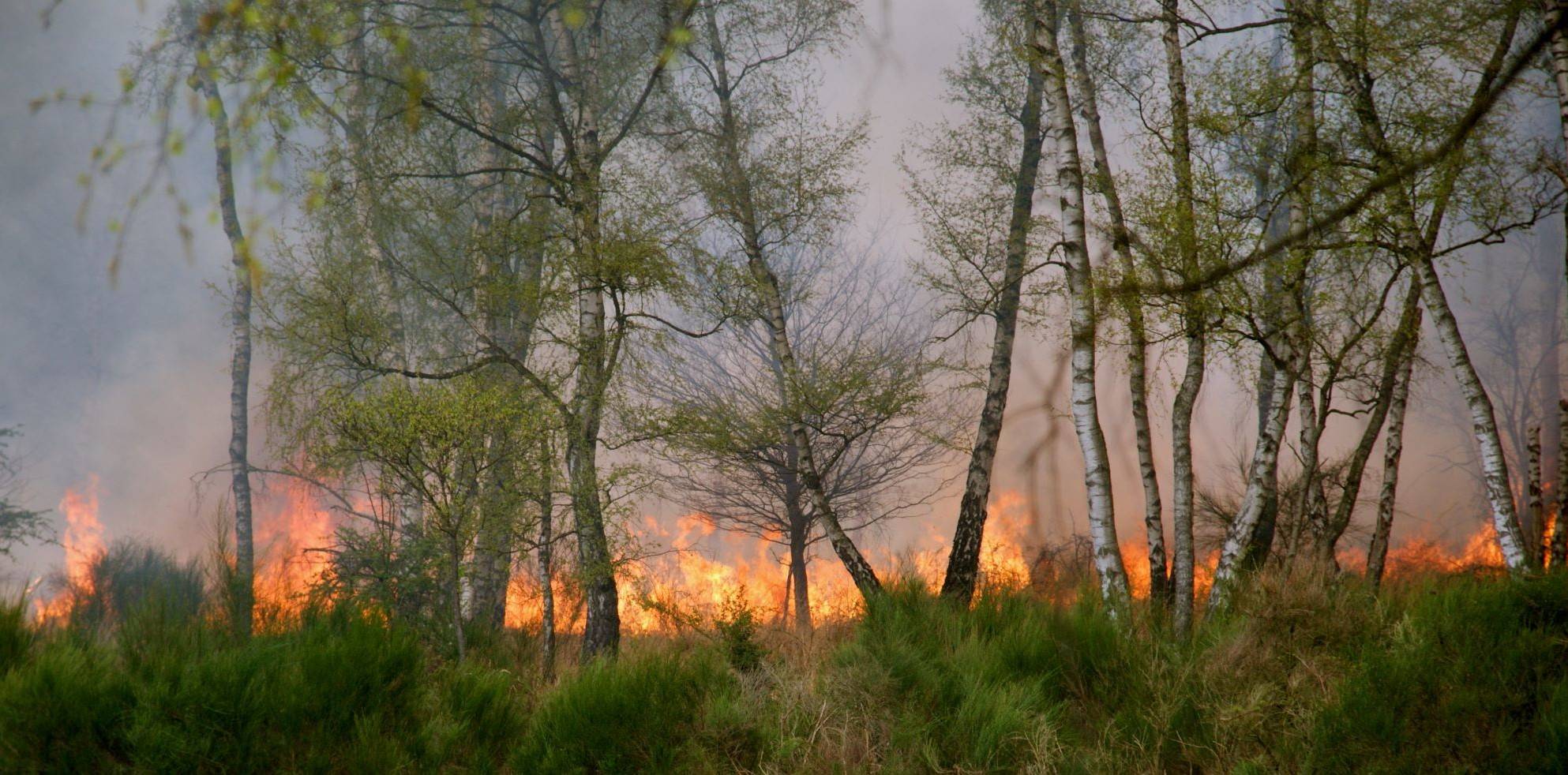  Ein Bodenfeuer im Wald. 