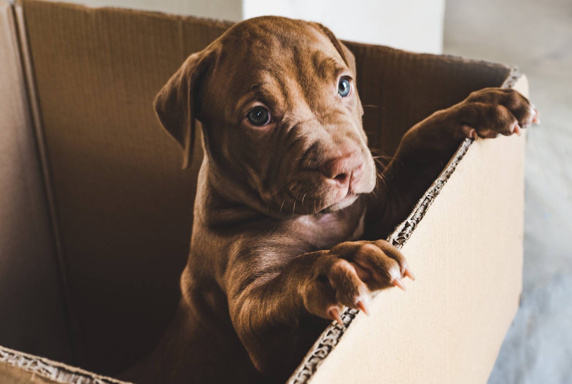  Ein süßer Anblick, aber auch gefährlich: Häufig fällt den neuen Besitzern erst Tage nach dem Kauf auf, dass die Hunde noch viel zu jung, krank oder verhaltensgestört sind. 