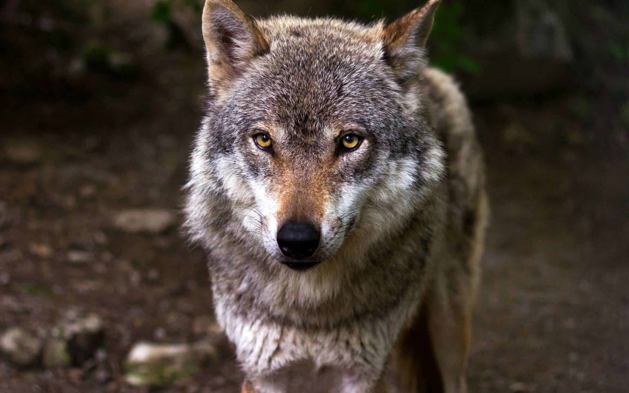 Ein Wolf auf der Vollrather Höhe?