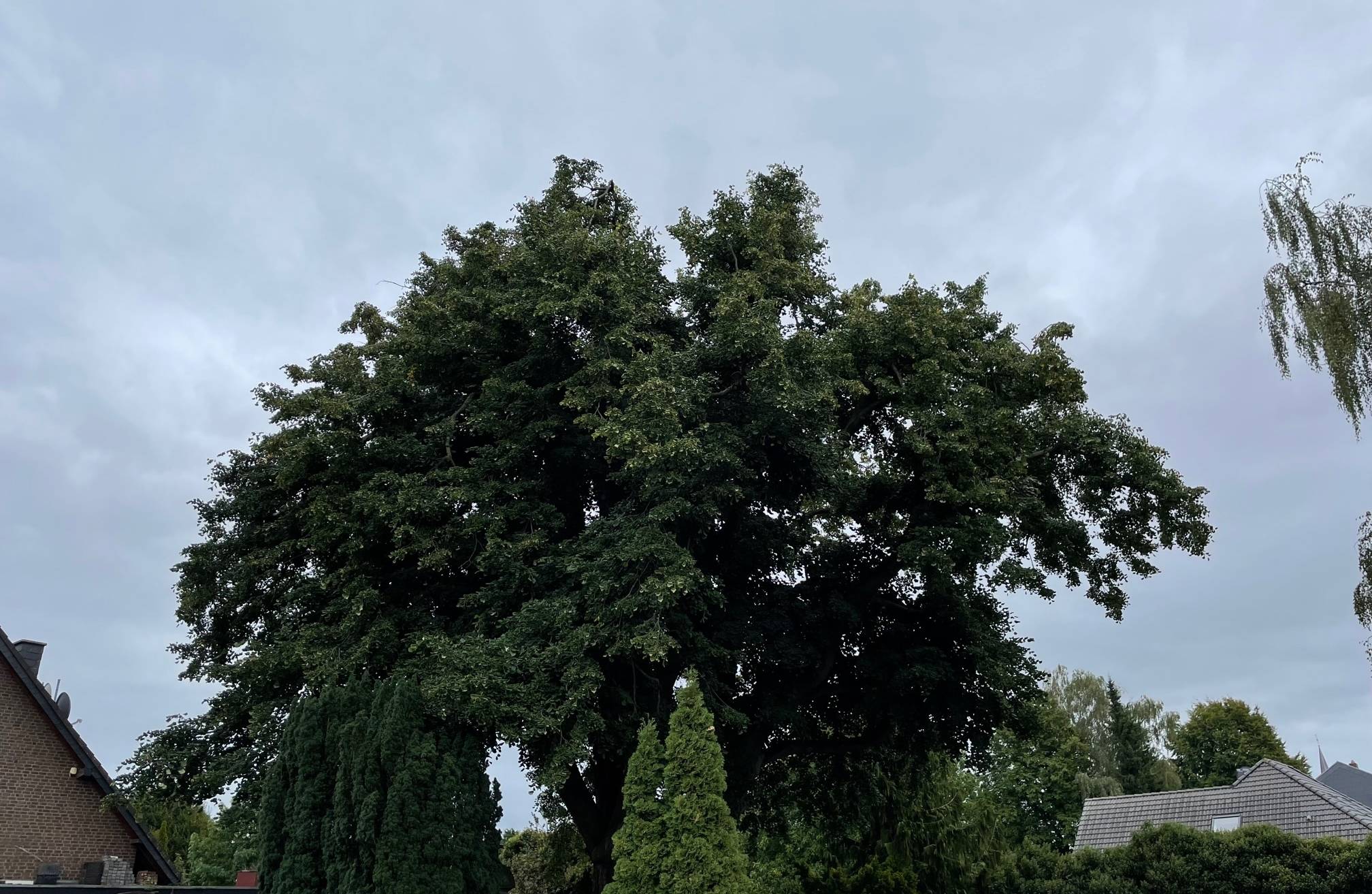 Alte Bäume, wie dieser Linde, können gegen den Klimawandel helfen.  