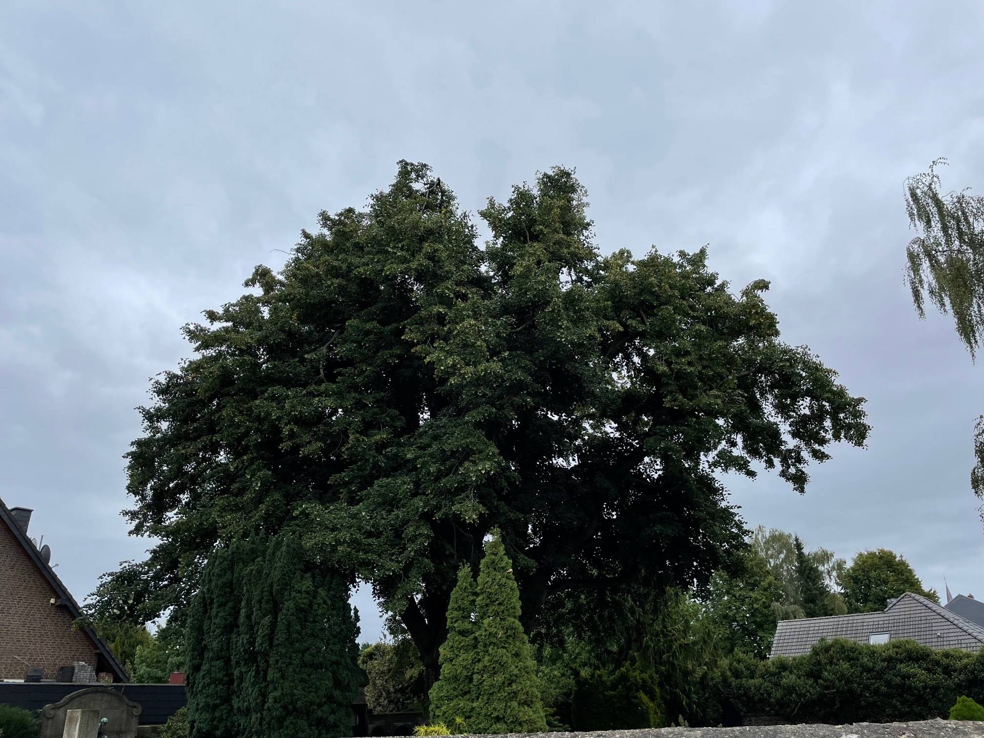Alte Bäume, wie dieser Linde, können gegen den Klimawandel helfen.  