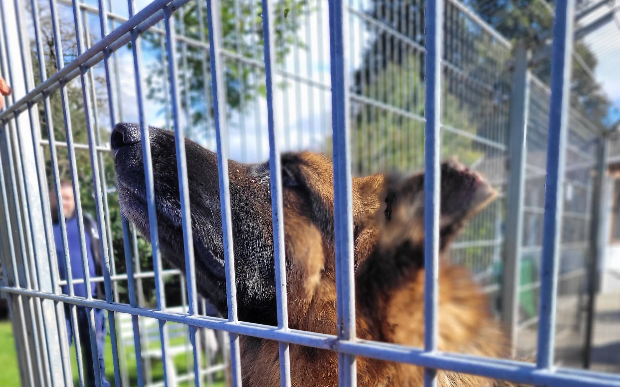 „Der Hund kann einem wirklich leidtun“