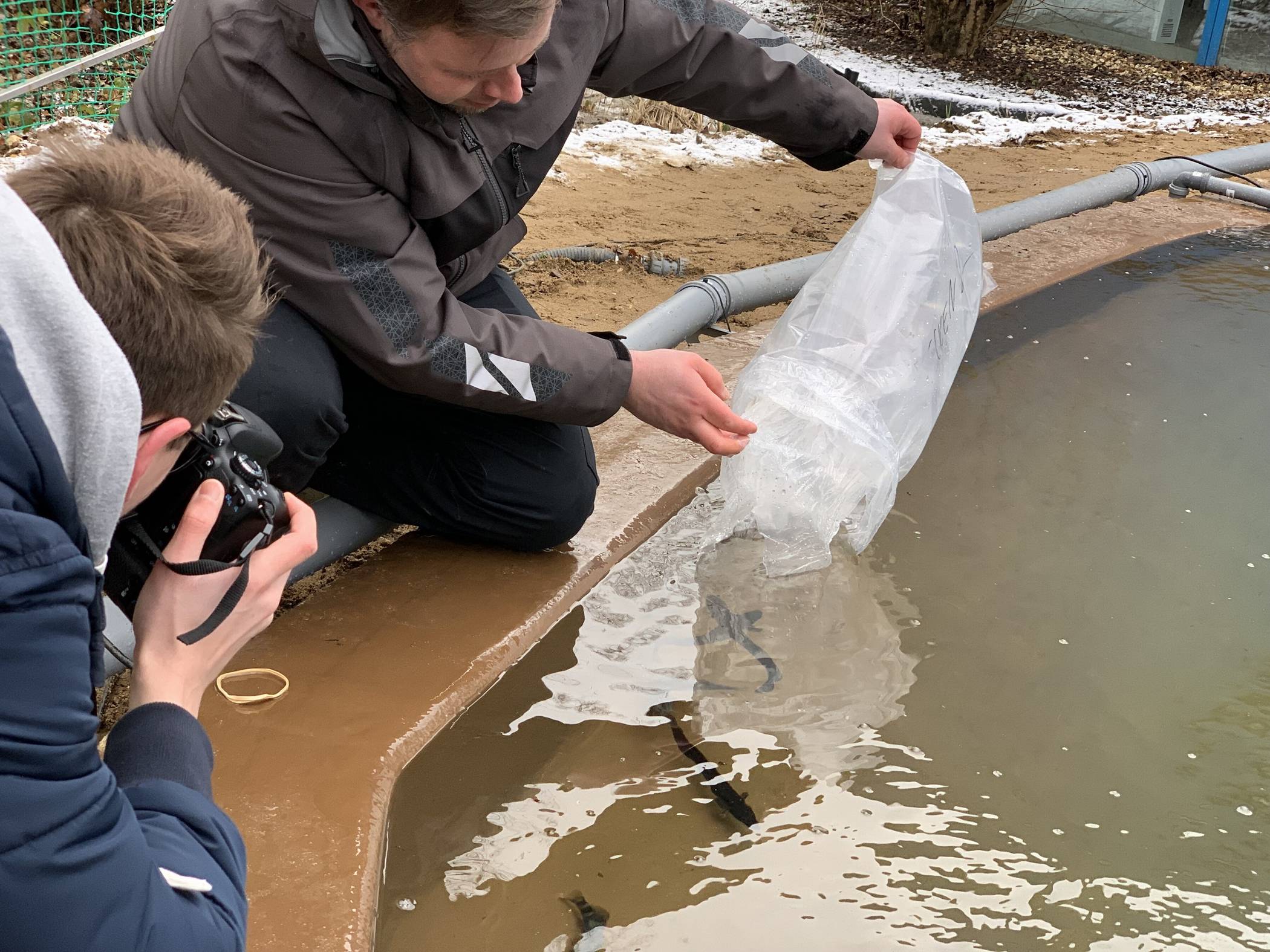 Neue Fische für sanierte Aquarien am "Schneckenhaus".