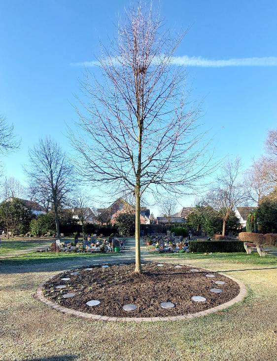 Auf dem Friedhof Bedburdyck können Verstorbene an diesem Baum ihre letzte Ruhe finden.  