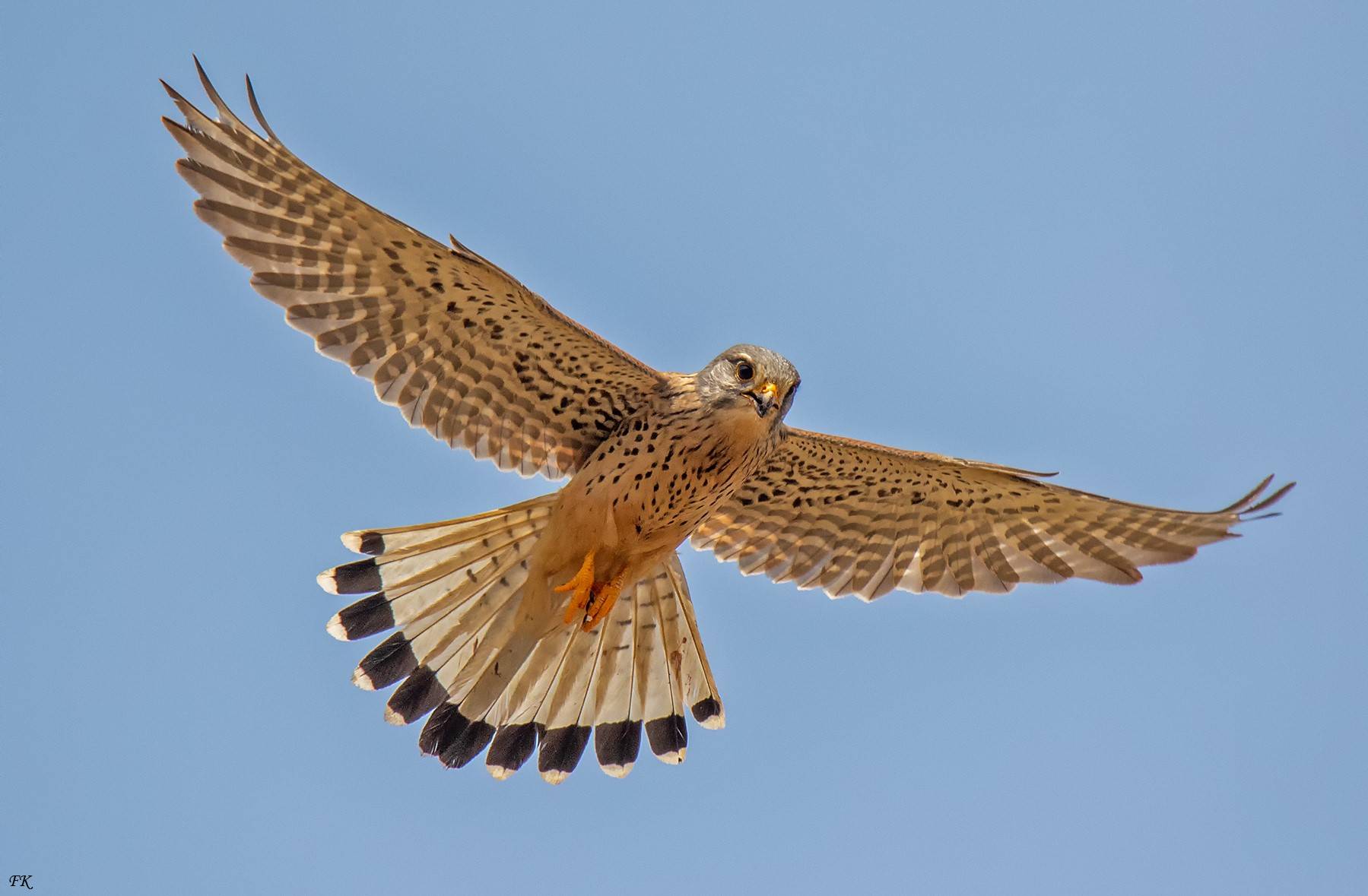 Der Turmfalke hoch in der Luft.