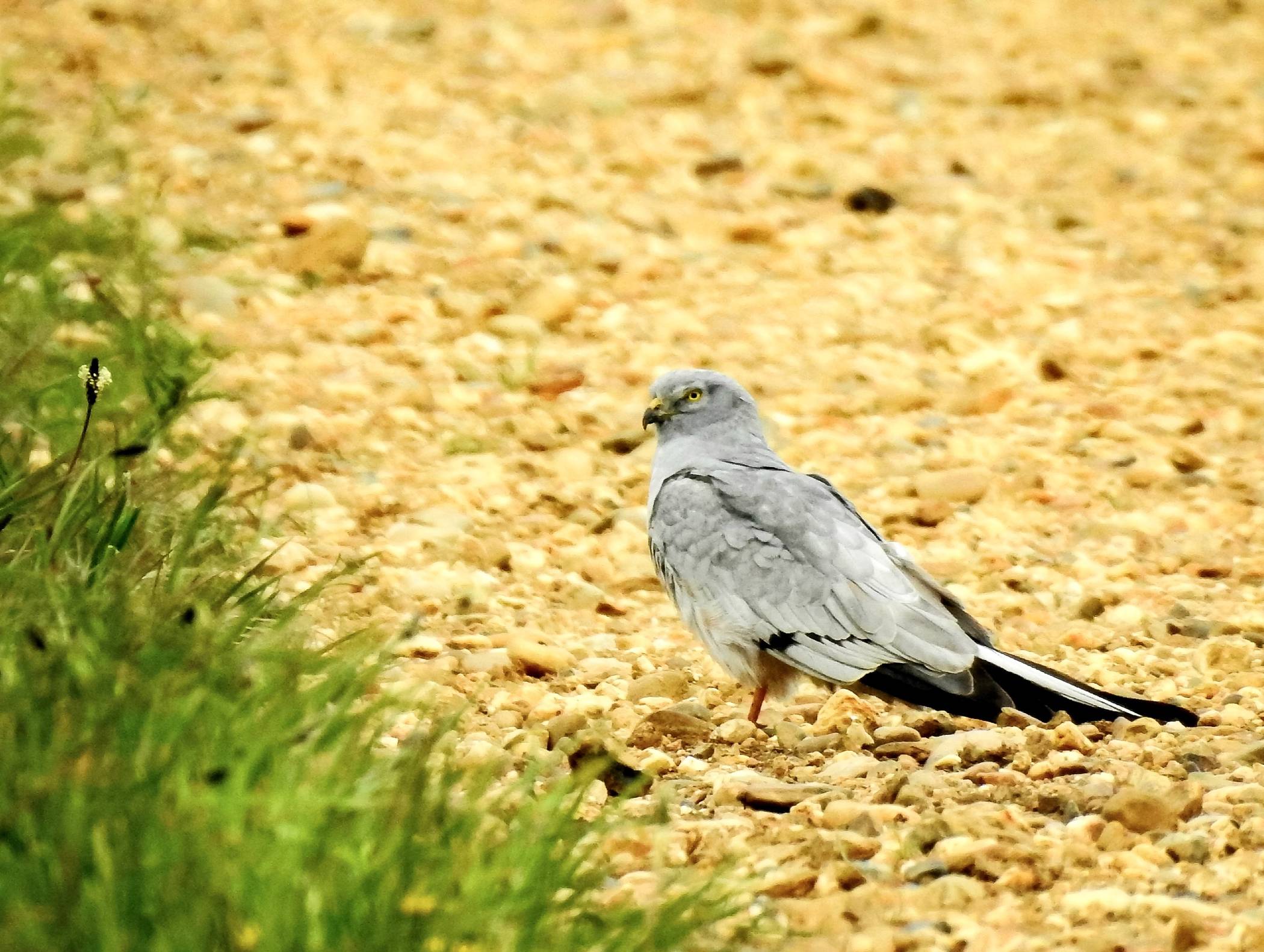 Die Wiesenweihe ist ein ganz besonderer Vogel.