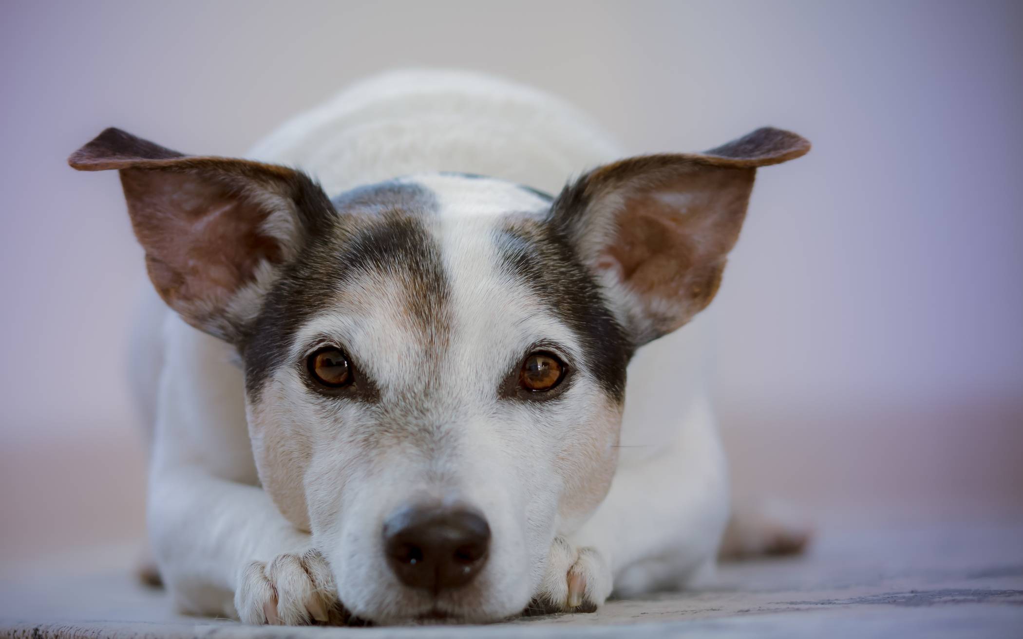 FDP will die Hundesteuer am liebsten abschaffen​