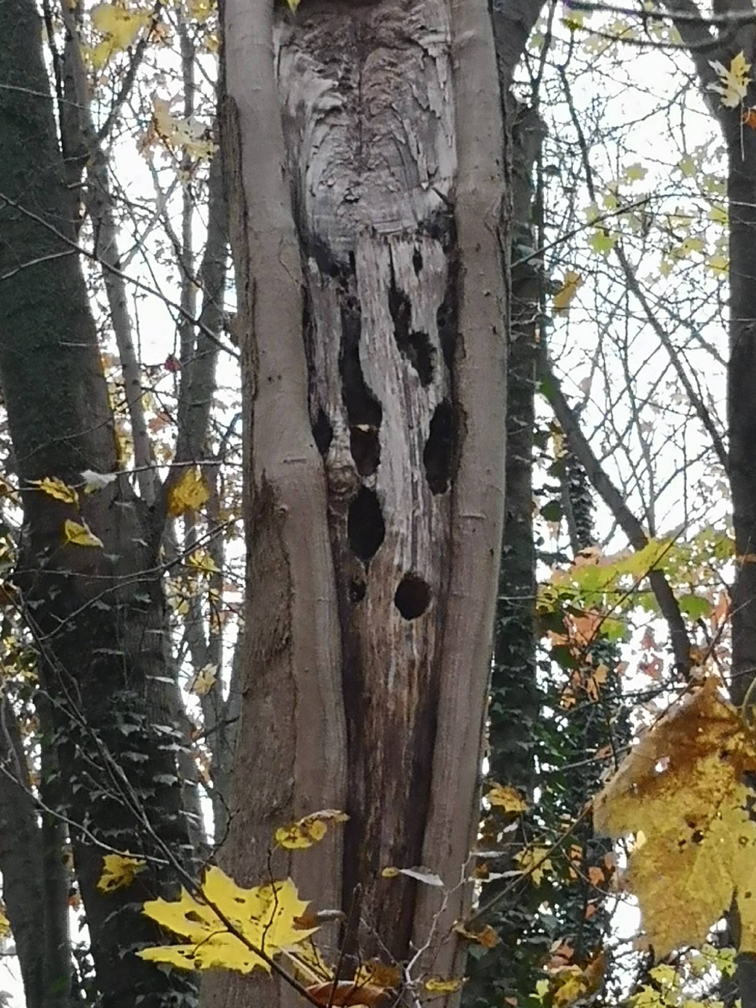 Ein echter Habitatbaum.