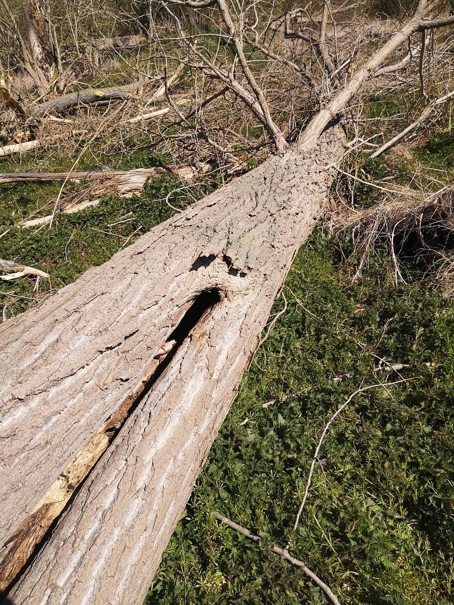  Dieser Baum wurde gefällt im Wald an der ehemaligen Zuckerfabrik. 