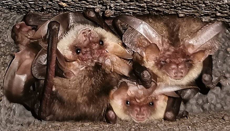 In den Baumhöhlen waren Fledermaus und Specht.