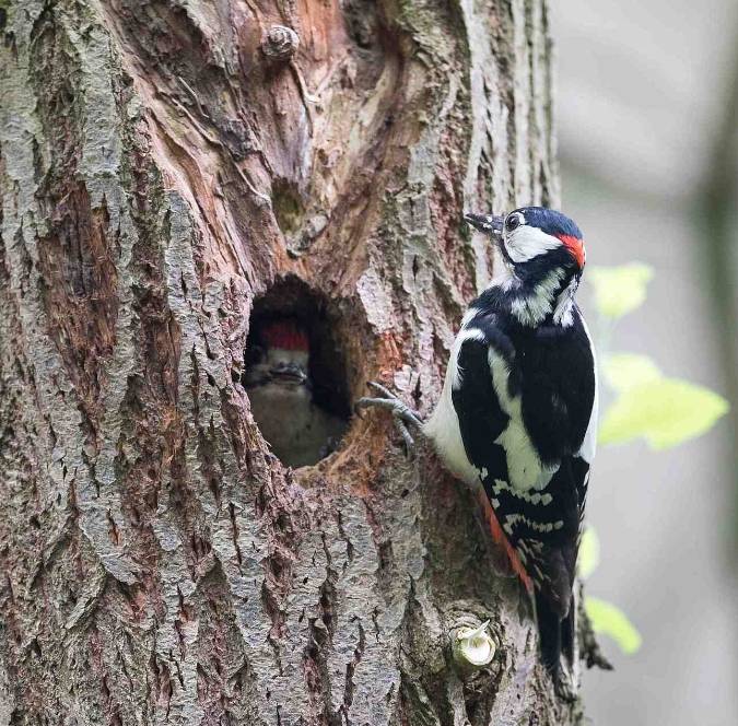 In den Baumhöhlen waren Fledermaus und Specht.