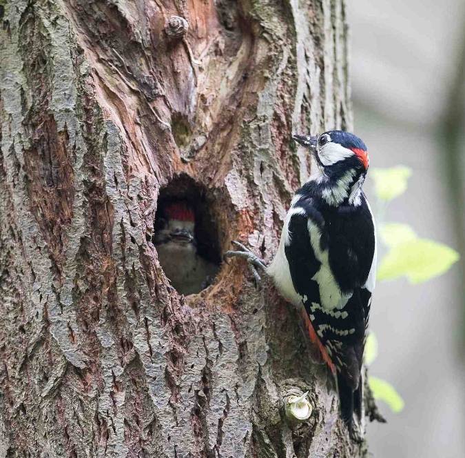 Schützt die Habitatbäume!