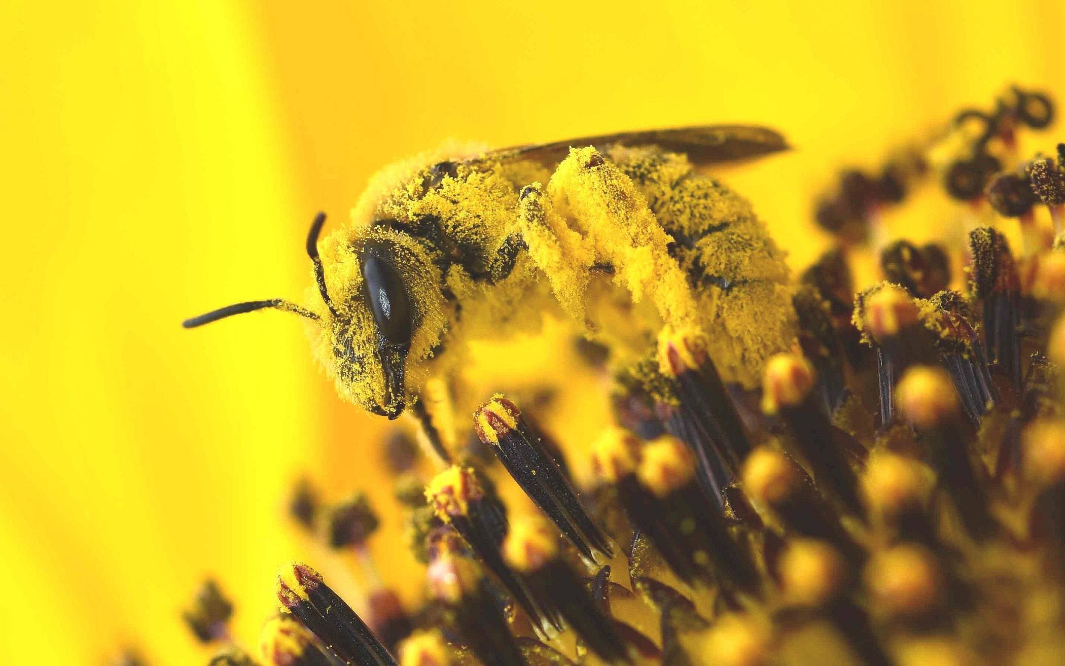  Biene mit Pollen.  