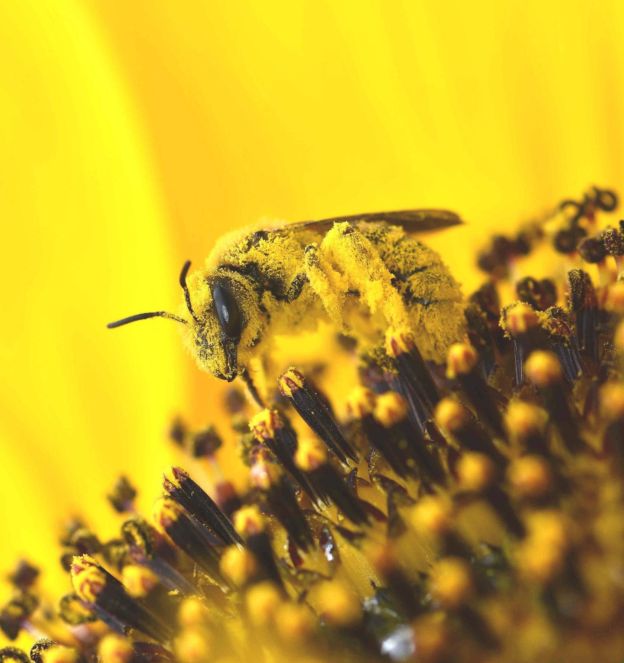  Biene mit Pollen.  
