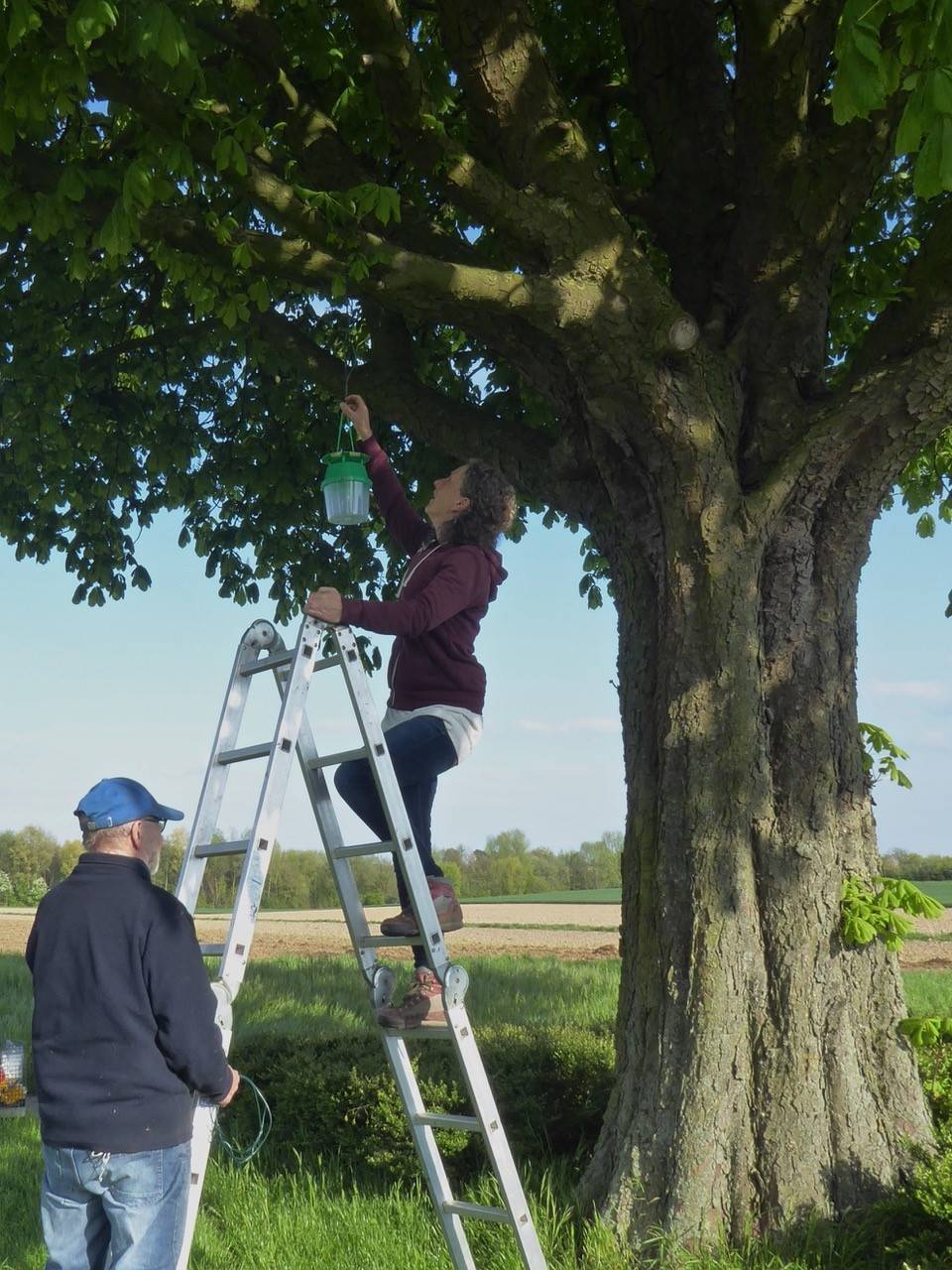 Vom BUND Jüchen wurden die Pheromonfallen