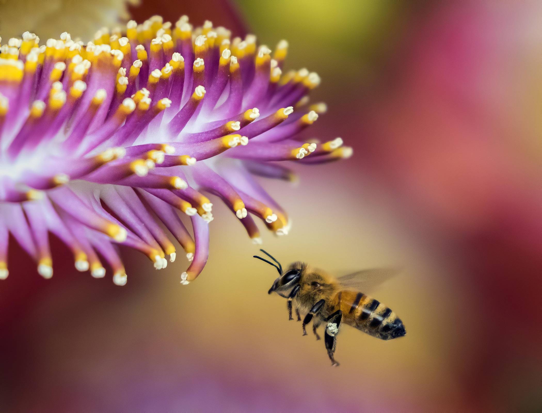  Vier Fünftel aller Wildpflanzen sind auf die Bestäubung durch Insekten angewiesen. 