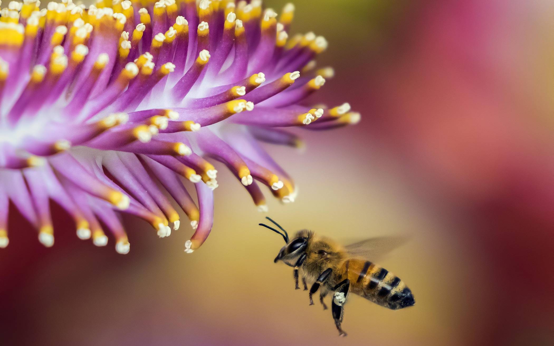  Vier Fünftel aller Wildpflanzen sind auf die Bestäubung durch Insekten angewiesen. 