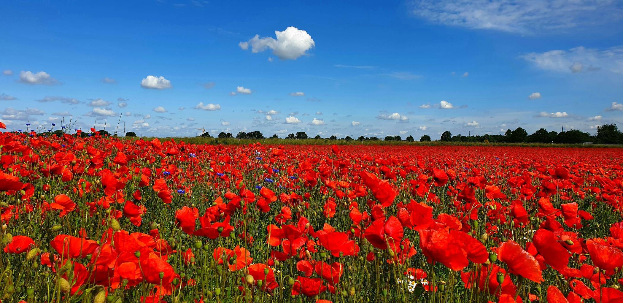  Mit dem Foto „Ein Meer aus Klatschmohn in Kleinenbroich“ gehörte Simone Bovelet zu den Gewinnern des Fotowettbewerbs im letzten Jahr. 
