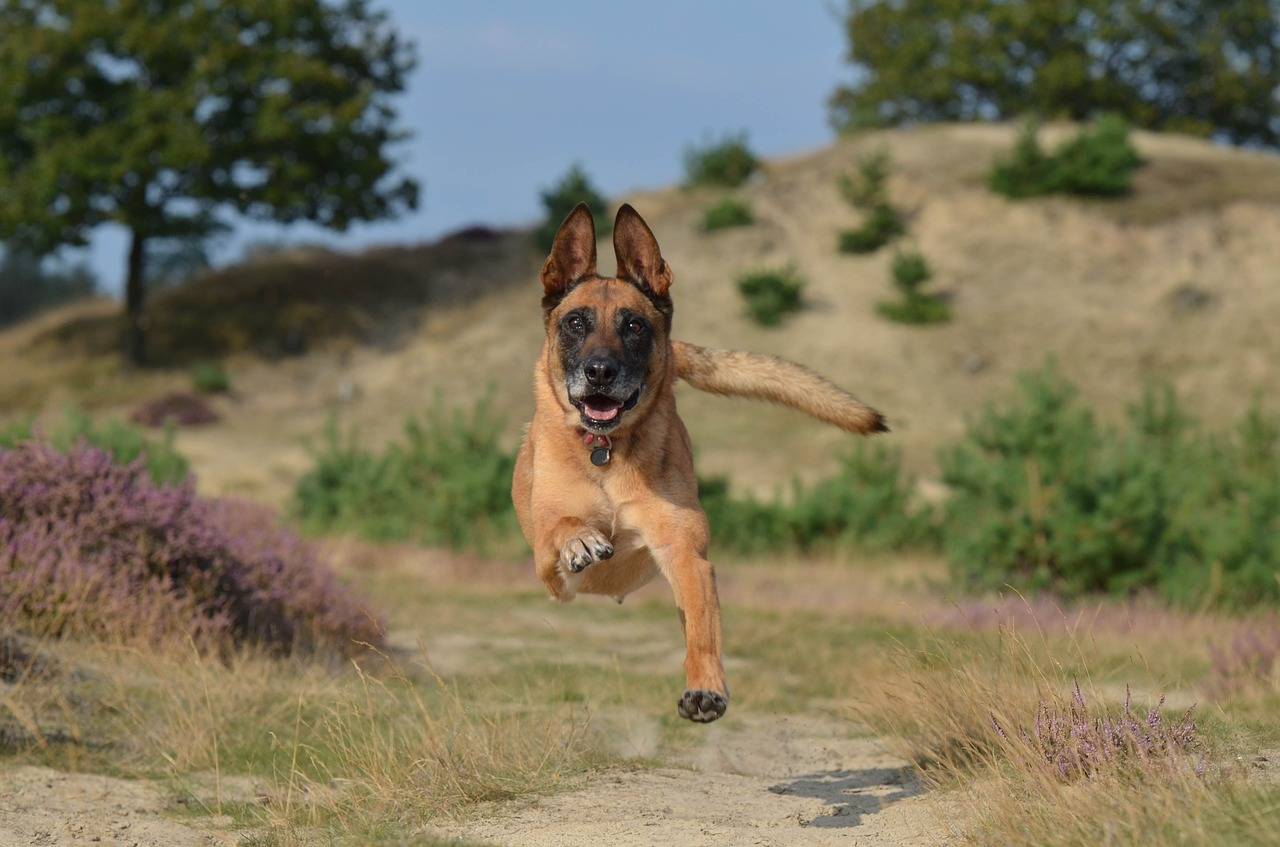 Diese Deutsche Dogge kühlt sich in