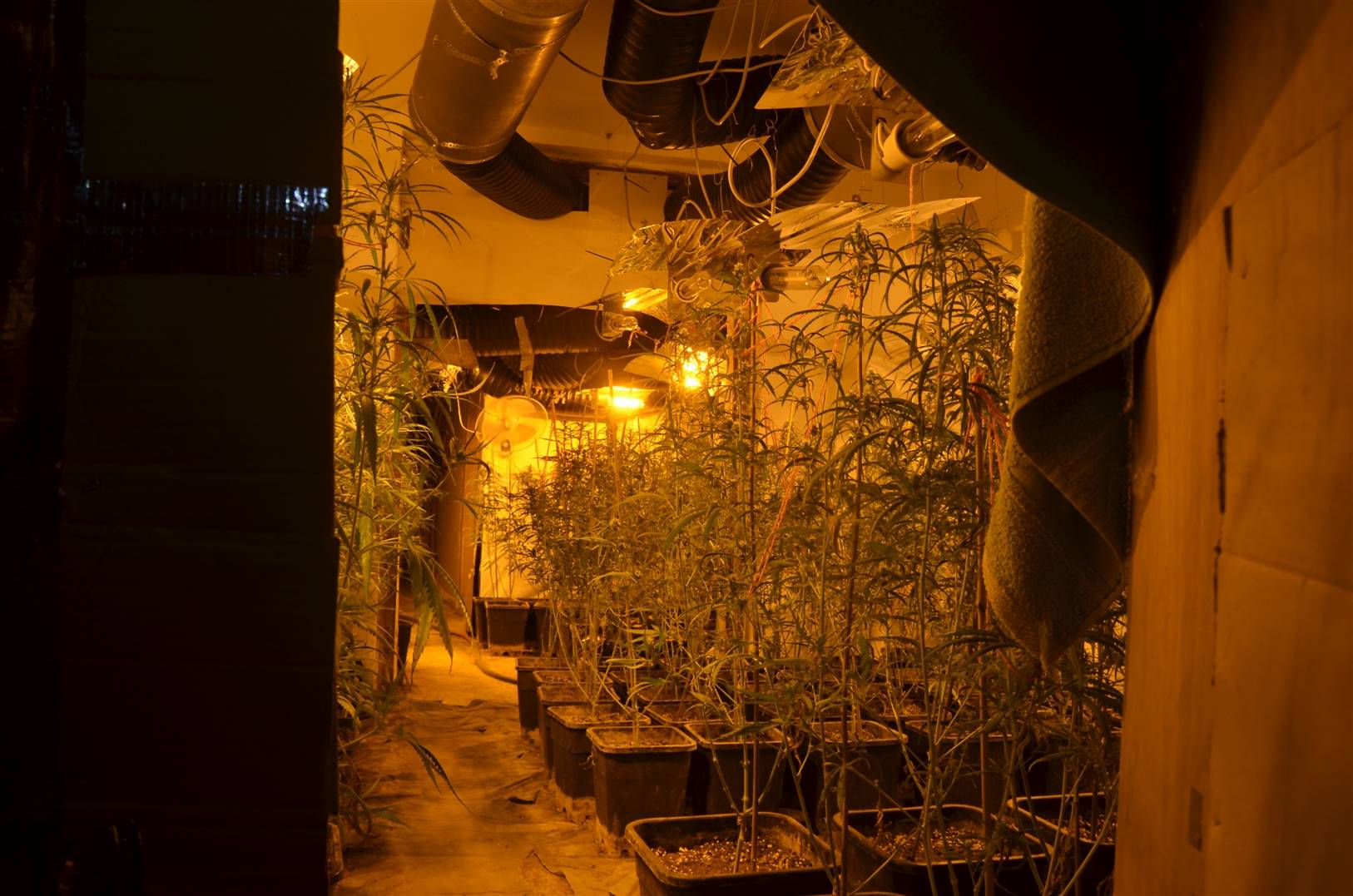 Drogenplantage in unbewohntem Einfamilienhaus entdeckt