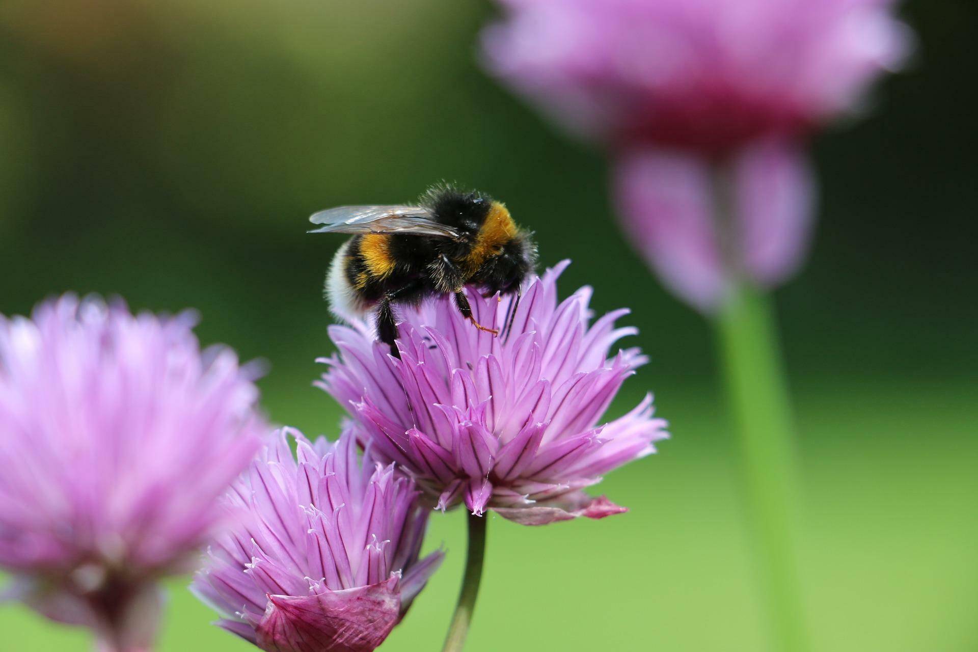 Bei den Hummel überlebt nur die